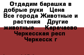 Отдадим барашка в добрые руки › Цена ­ 1 - Все города Животные и растения » Другие животные   . Карачаево-Черкесская респ.,Черкесск г.